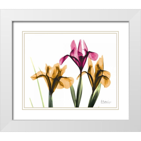 Iris White Modern Wood Framed Art Print with Double Matting by Koetsier, Albert