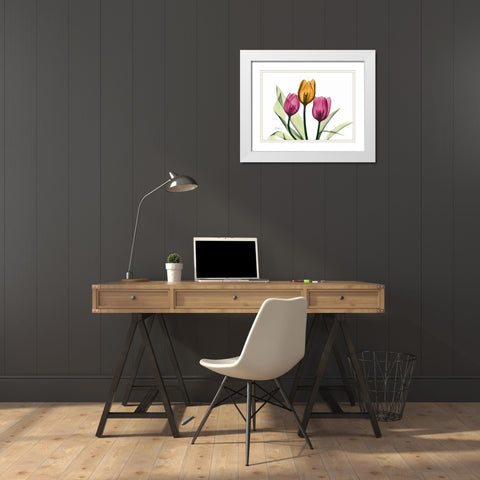 Tulip White Modern Wood Framed Art Print with Double Matting by Koetsier, Albert