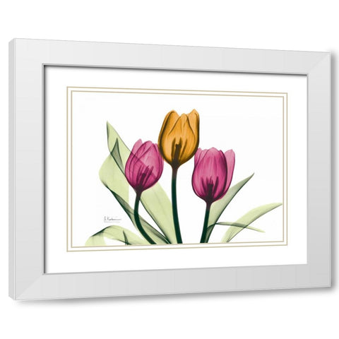 Tulip White Modern Wood Framed Art Print with Double Matting by Koetsier, Albert