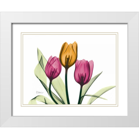 Tulip White Modern Wood Framed Art Print with Double Matting by Koetsier, Albert