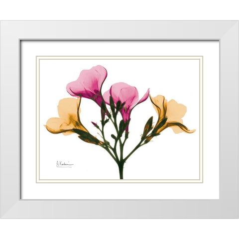 Oleander A56 White Modern Wood Framed Art Print with Double Matting by Koetsier, Albert