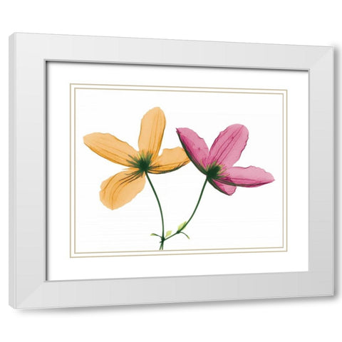 Clematis White Modern Wood Framed Art Print with Double Matting by Koetsier, Albert