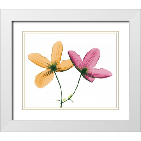 Clematis White Modern Wood Framed Art Print with Double Matting by Koetsier, Albert