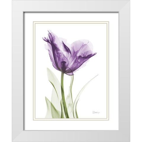 Lavender Trance White Modern Wood Framed Art Print with Double Matting by Koetsier, Albert