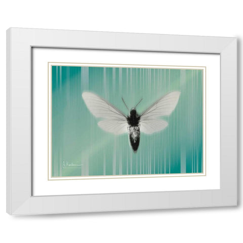 Manduca The Pilot White Modern Wood Framed Art Print with Double Matting by Koetsier, Albert