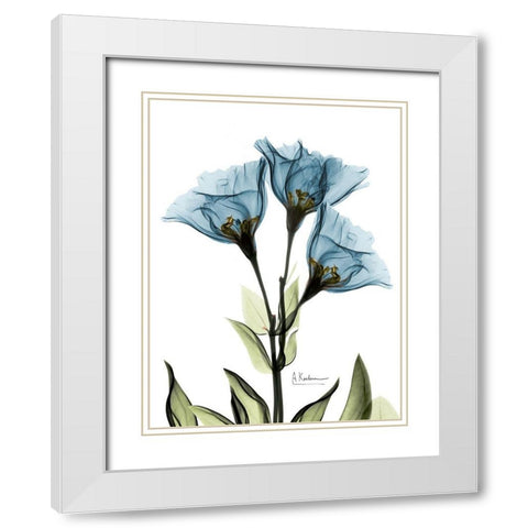 Gentian Sapphire NuetBlue White Modern Wood Framed Art Print with Double Matting by Koetsier, Albert