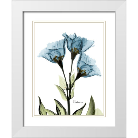 Gentian Sapphire NuetBlue White Modern Wood Framed Art Print with Double Matting by Koetsier, Albert