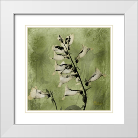 Golden Fox Glove White Modern Wood Framed Art Print with Double Matting by Koetsier, Albert