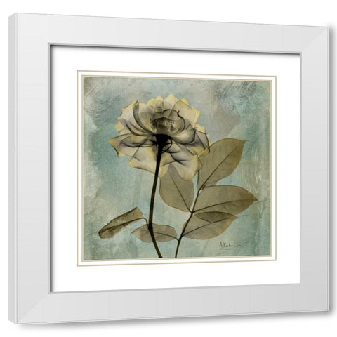 Rose White Modern Wood Framed Art Print with Double Matting by Koetsier, Albert