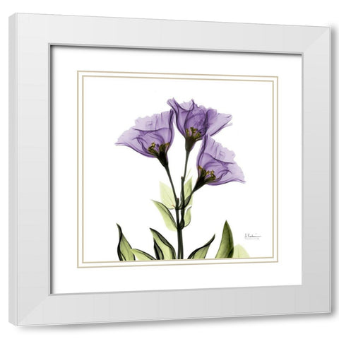 Gentian Purple L301 White Modern Wood Framed Art Print with Double Matting by Koetsier, Albert