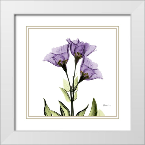 Gentian Purple L301 White Modern Wood Framed Art Print with Double Matting by Koetsier, Albert