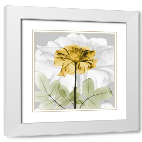 Rose in Gold 1 White Modern Wood Framed Art Print with Double Matting by Koetsier, Albert