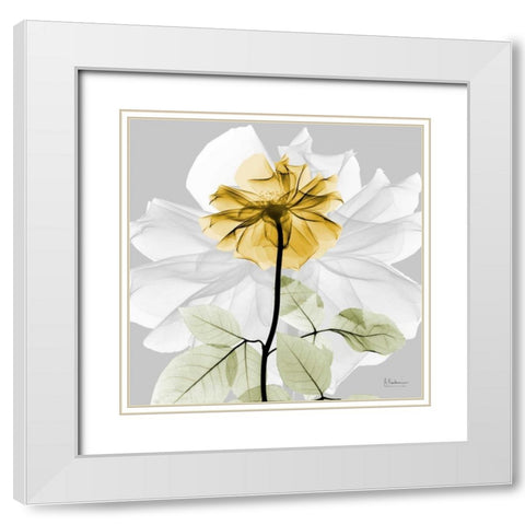 Rose in Gold 2 White Modern Wood Framed Art Print with Double Matting by Koetsier, Albert