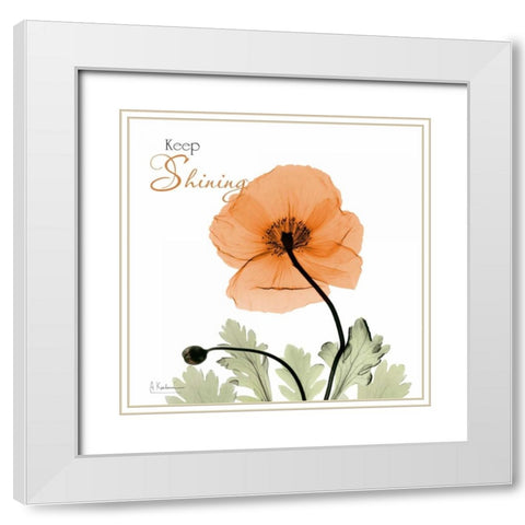 Keep Shining Iceland Poppy White Modern Wood Framed Art Print with Double Matting by Koetsier, Albert