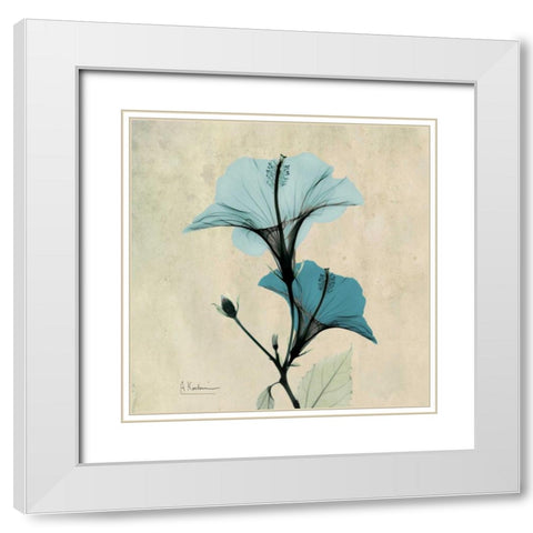 Hibiscus White Modern Wood Framed Art Print with Double Matting by Koetsier, Albert