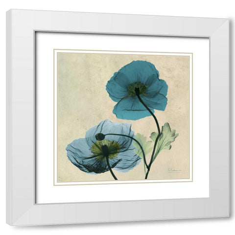 Iceland Poppy White Modern Wood Framed Art Print with Double Matting by Koetsier, Albert