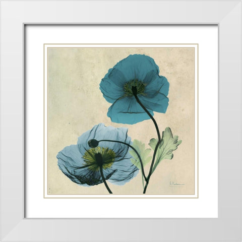 Iceland Poppy White Modern Wood Framed Art Print with Double Matting by Koetsier, Albert