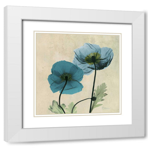 Iceland Poppy White Modern Wood Framed Art Print with Double Matting by Koetsier, Albert