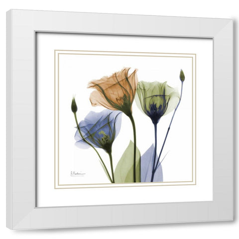 Gentian Buddies White Modern Wood Framed Art Print with Double Matting by Koetsier, Albert