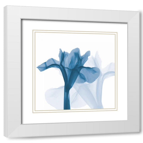 Iris Blues B51 White Modern Wood Framed Art Print with Double Matting by Koetsier, Albert