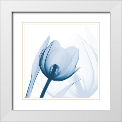 Indigo Tulip White Modern Wood Framed Art Print with Double Matting by Koetsier, Albert