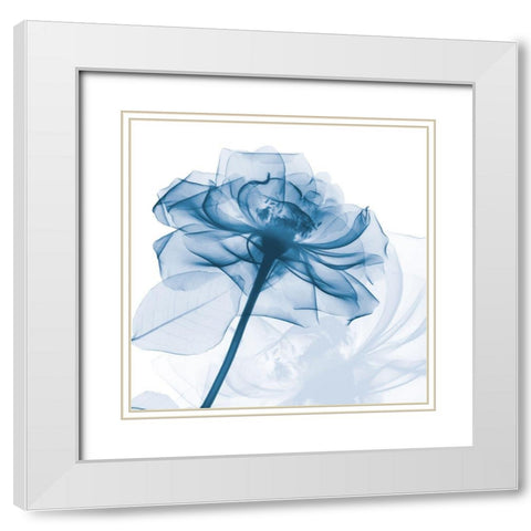 Indigo Rose White Modern Wood Framed Art Print with Double Matting by Koetsier, Albert