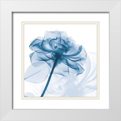 Indigo Rose White Modern Wood Framed Art Print with Double Matting by Koetsier, Albert