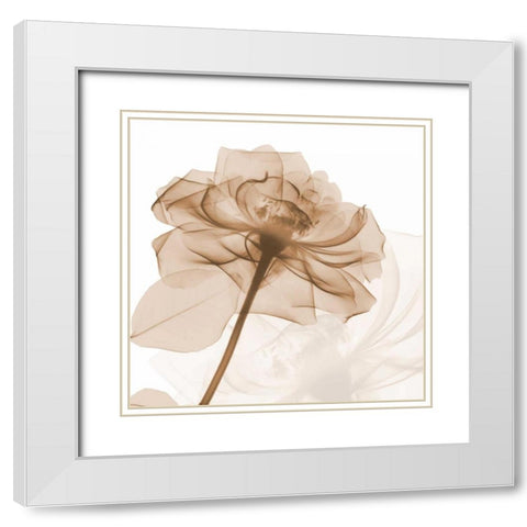 Mocha Rose White Modern Wood Framed Art Print with Double Matting by Koetsier, Albert