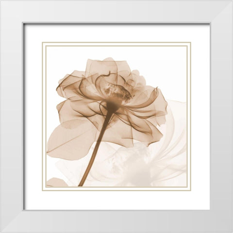 Mocha Rose White Modern Wood Framed Art Print with Double Matting by Koetsier, Albert