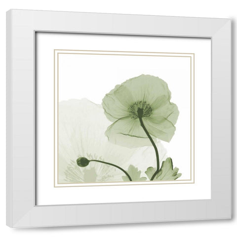 Sage Iceland Poppy White Modern Wood Framed Art Print with Double Matting by Koetsier, Albert