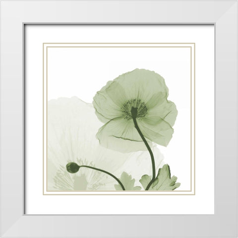 Sage Iceland Poppy White Modern Wood Framed Art Print with Double Matting by Koetsier, Albert