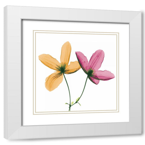 Two Clematis White Modern Wood Framed Art Print with Double Matting by Koetsier, Albert