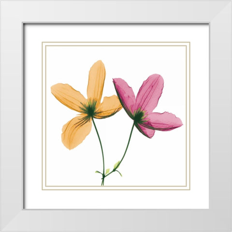 Two Clematis White Modern Wood Framed Art Print with Double Matting by Koetsier, Albert