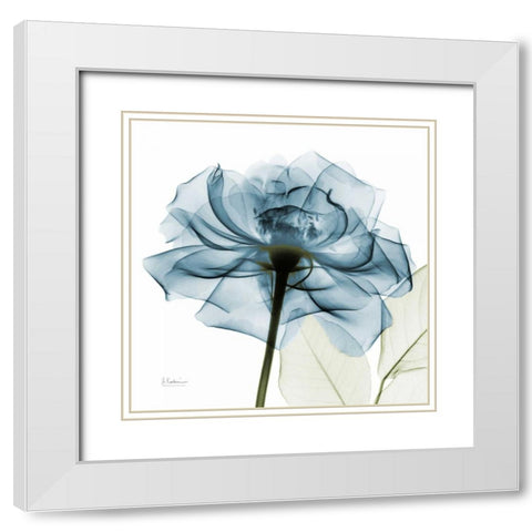 Teal Rose White Modern Wood Framed Art Print with Double Matting by Koetsier, Albert