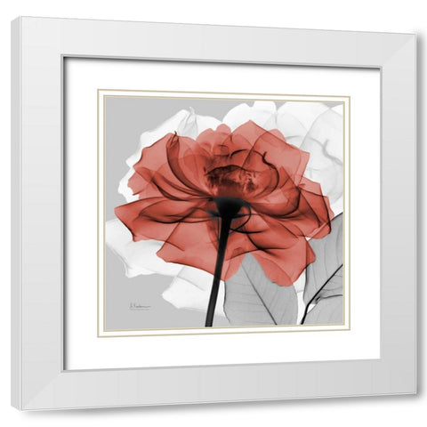 Rose on Gray 1 White Modern Wood Framed Art Print with Double Matting by Koetsier, Albert