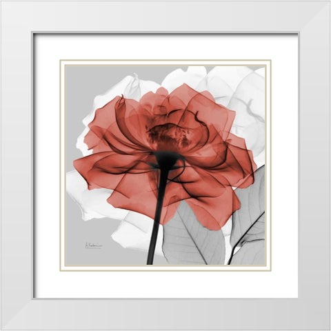 Rose on Gray 1 White Modern Wood Framed Art Print with Double Matting by Koetsier, Albert