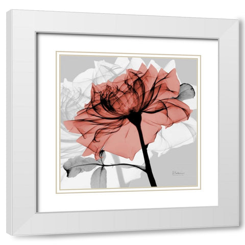 Rose on Gray 2 White Modern Wood Framed Art Print with Double Matting by Koetsier, Albert