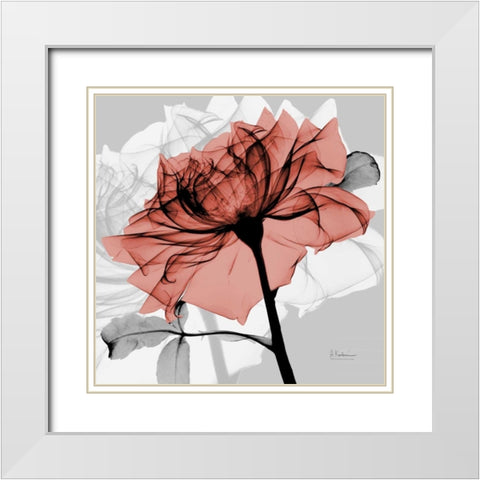 Rose on Gray 2 White Modern Wood Framed Art Print with Double Matting by Koetsier, Albert