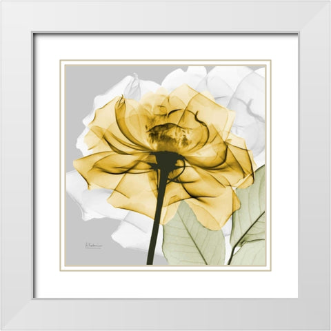 Rose in Gold 4 White Modern Wood Framed Art Print with Double Matting by Koetsier, Albert