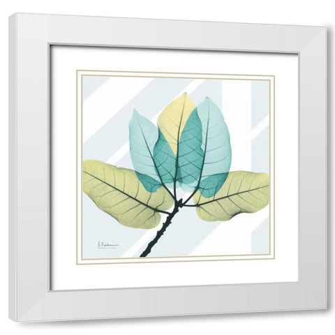 Transitional Ficus Burkey White Modern Wood Framed Art Print with Double Matting by Koetsier, Albert