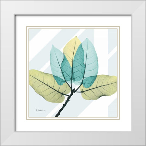 Transitional Ficus Burkey White Modern Wood Framed Art Print with Double Matting by Koetsier, Albert