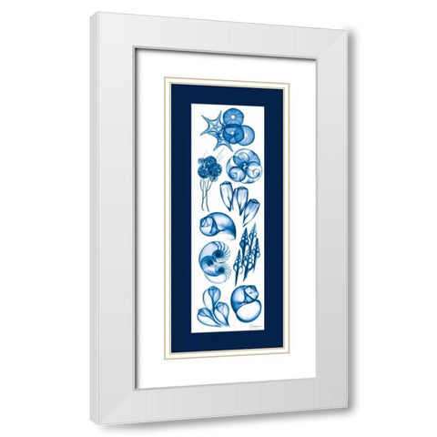 Sealife Blue Mate White Modern Wood Framed Art Print with Double Matting by Koetsier, Albert