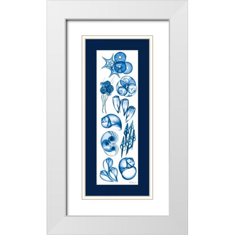 Sealife Blue Mate White Modern Wood Framed Art Print with Double Matting by Koetsier, Albert