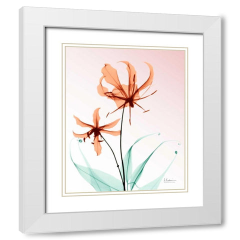 Gloriosa Lily Corals White Modern Wood Framed Art Print with Double Matting by Koetsier, Albert