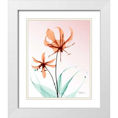 Gloriosa Lily Corals White Modern Wood Framed Art Print with Double Matting by Koetsier, Albert