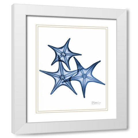 Blue Trio Starfish White Modern Wood Framed Art Print with Double Matting by Koetsier, Albert