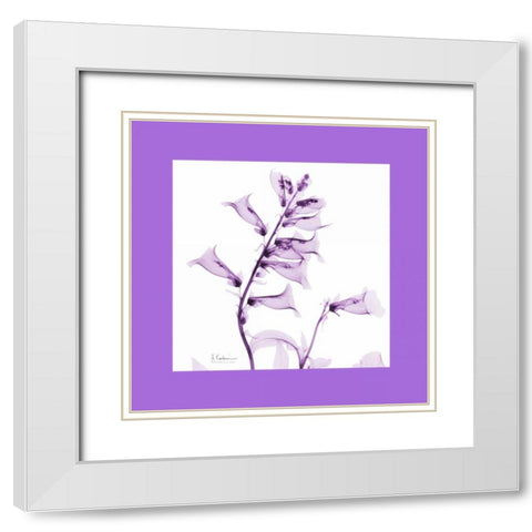 Foxglove  Bordered White Modern Wood Framed Art Print with Double Matting by Koetsier, Albert