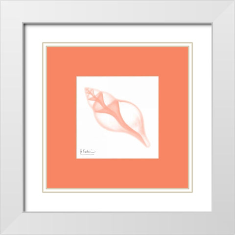 Tulip Shell Peach Matte White Modern Wood Framed Art Print with Double Matting by Koetsier, Albert