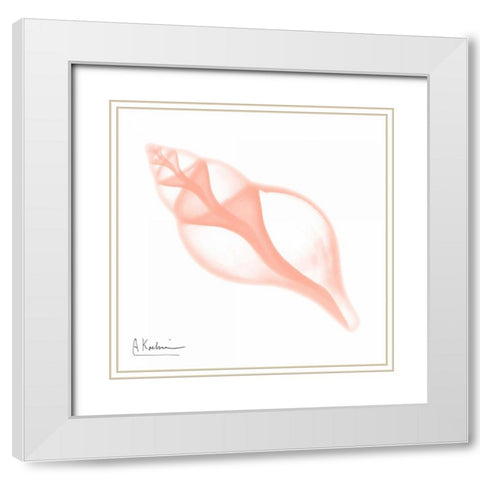 Peach Tulip Shell White Modern Wood Framed Art Print with Double Matting by Koetsier, Albert
