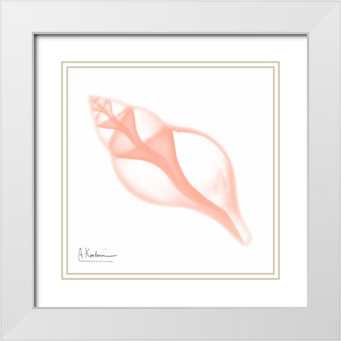 Peach Tulip Shell White Modern Wood Framed Art Print with Double Matting by Koetsier, Albert